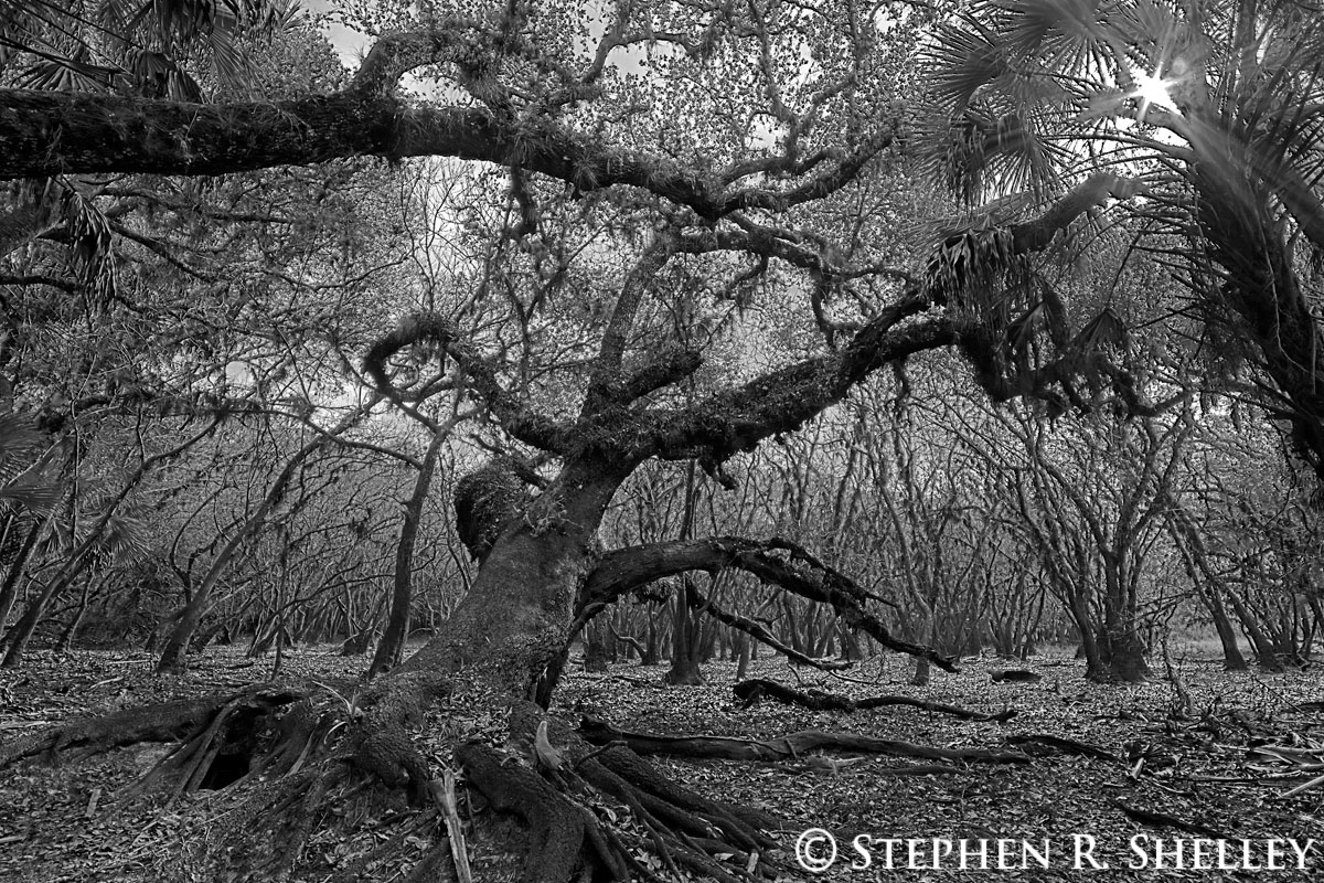 Myakka River State Park Bowing Oak Tree