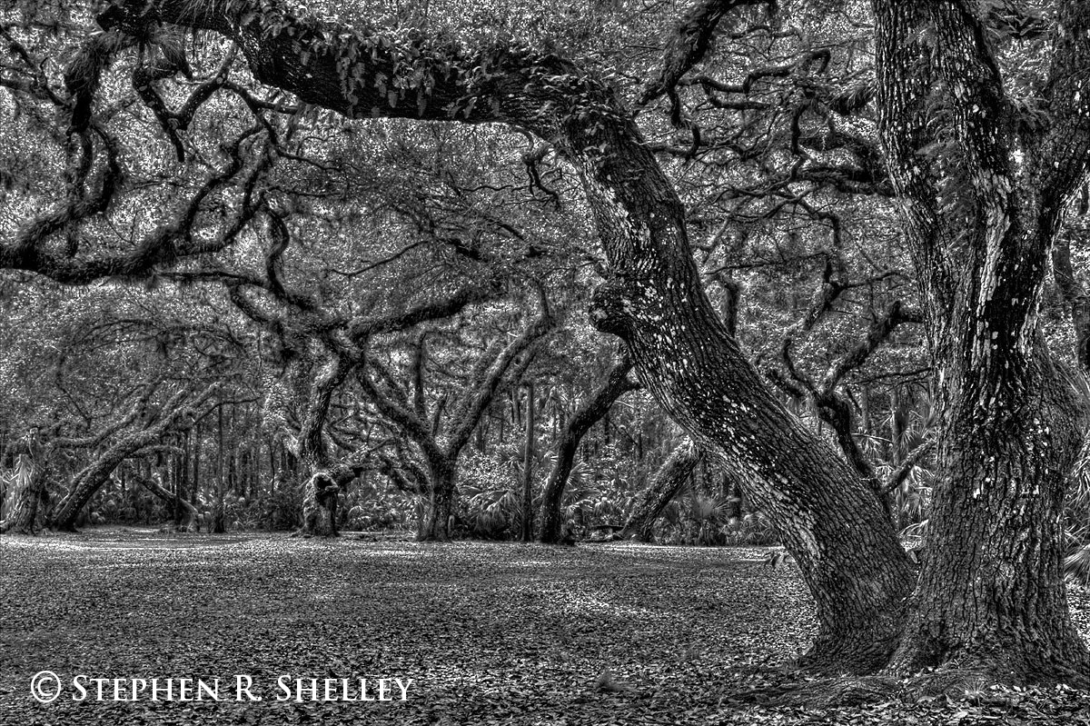 Cathedral Oak Black and White