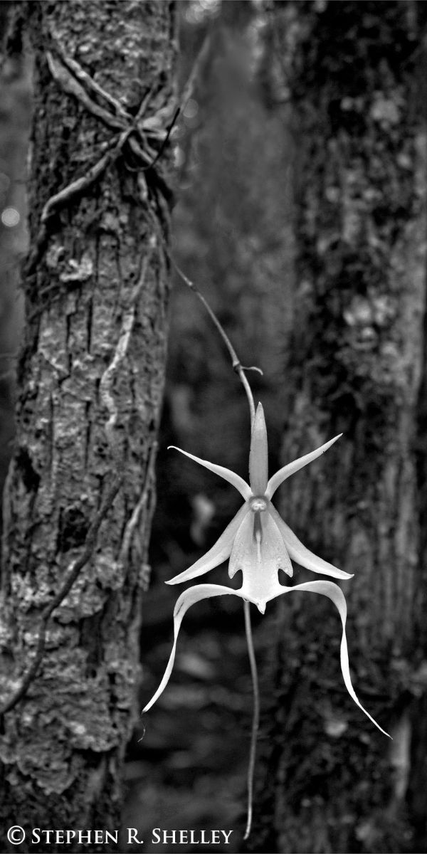 Fakahatchee Ghost Orchid