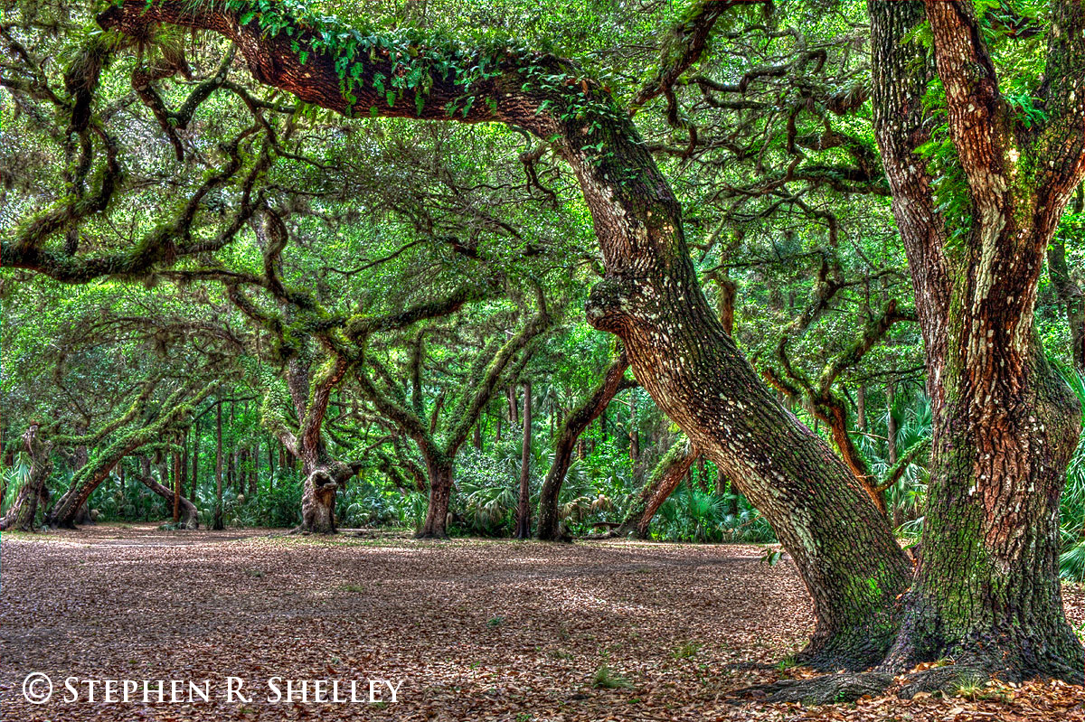 Fisheating Creek Oak Cathedral