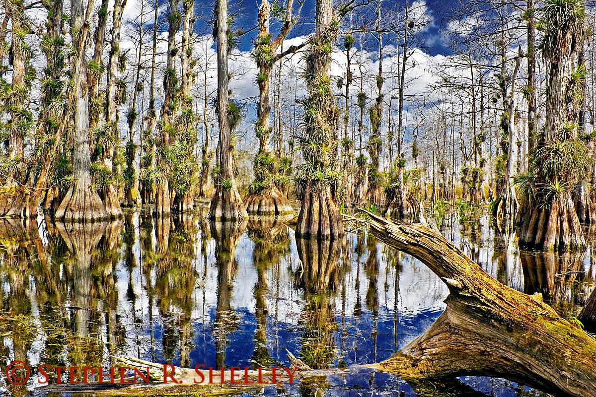 Gator Hook Cypress Dome