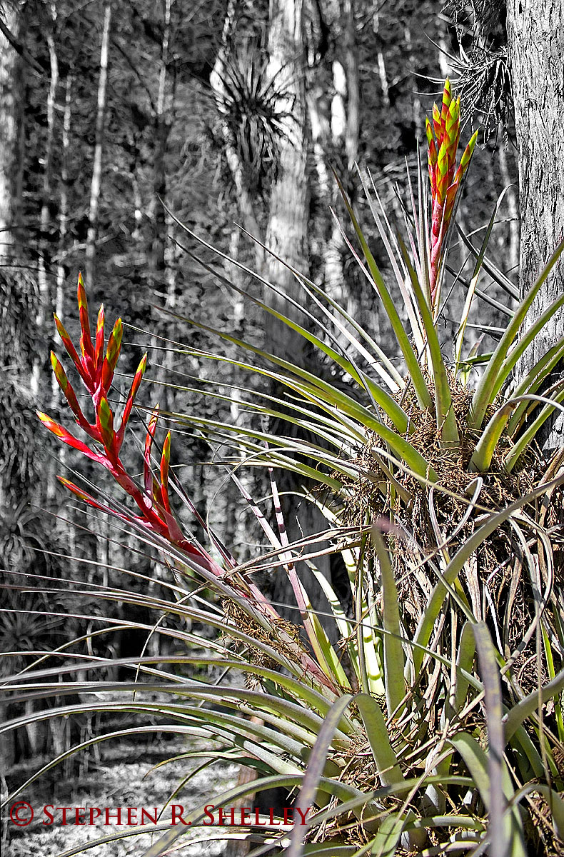 Gator Hook Cypress Dome Bromeliads