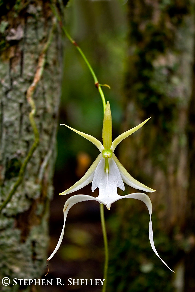 Fakahatchee Ghost Orchid Close Up