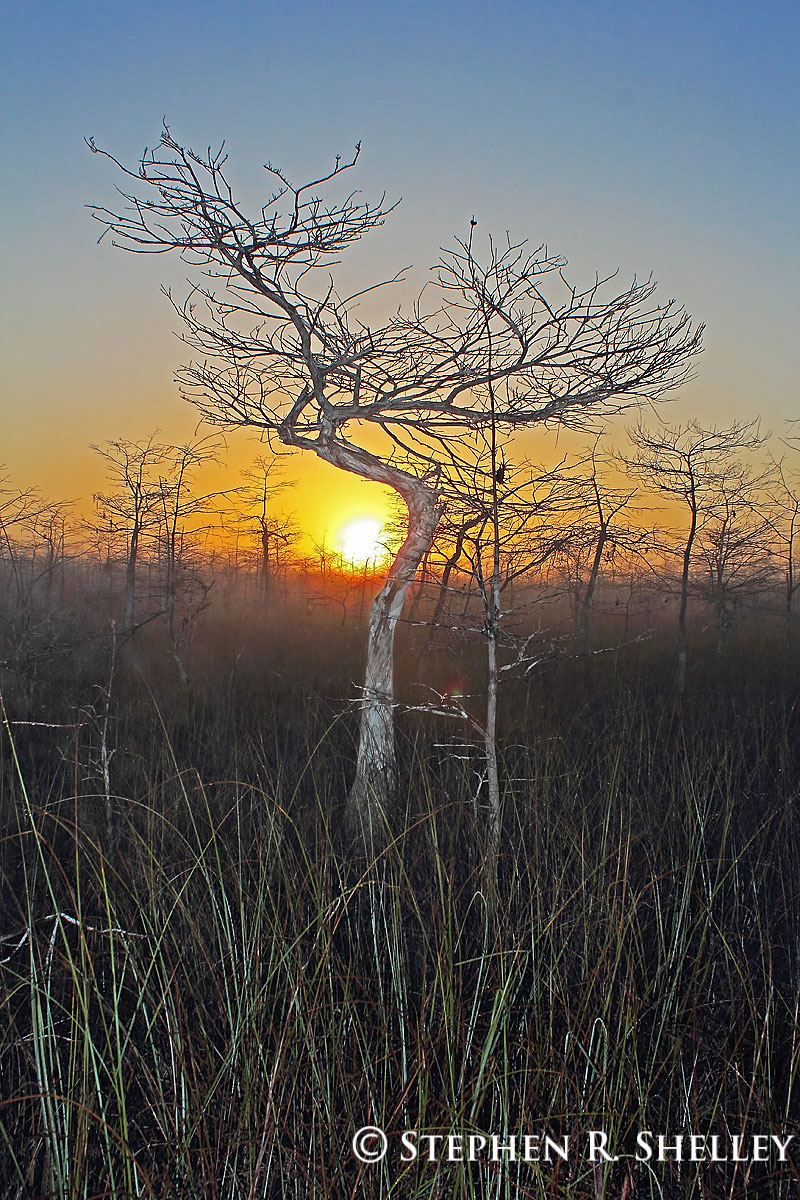 Cypress Tree Dodging Sun in Big Cypress National Park